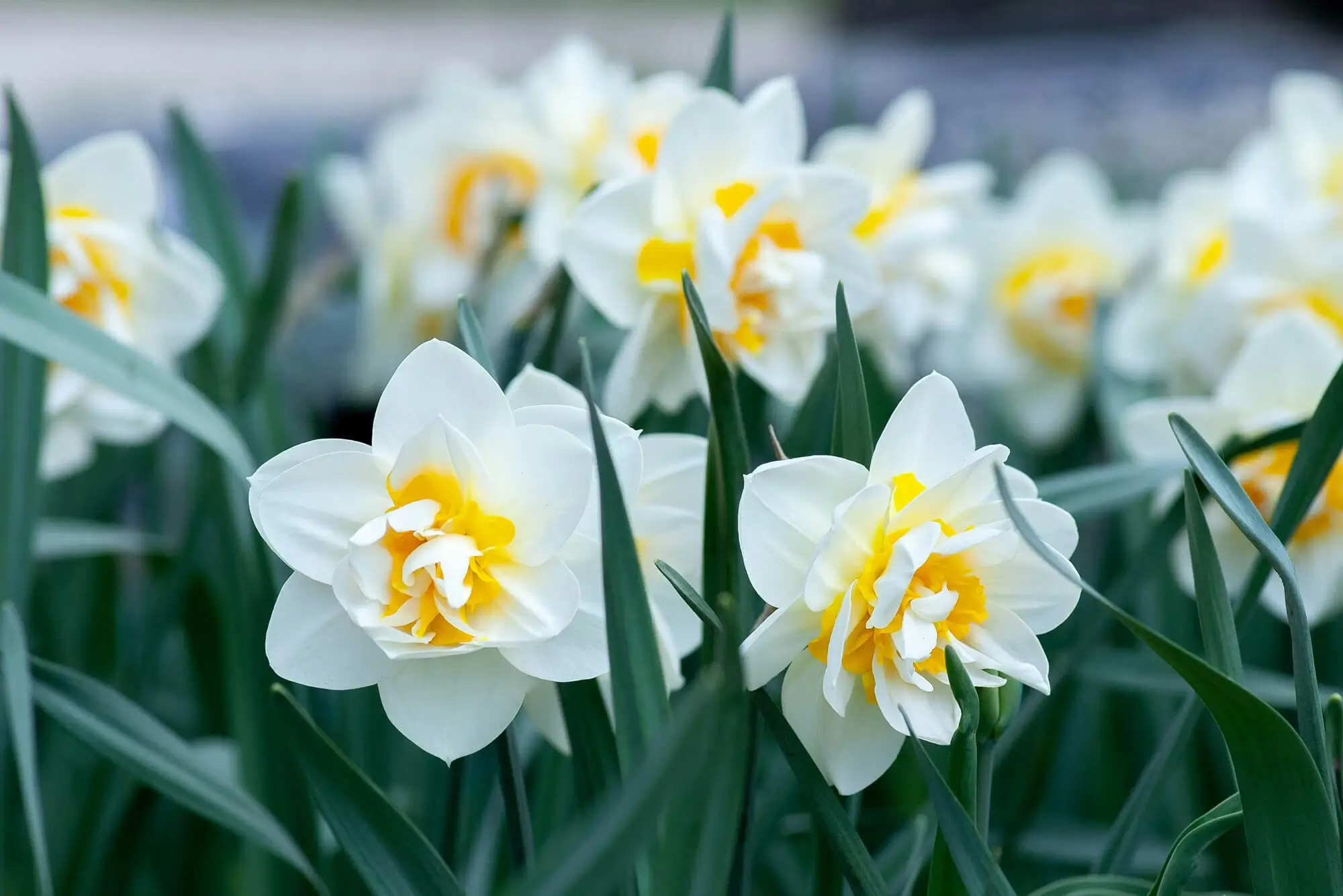 Daffodils