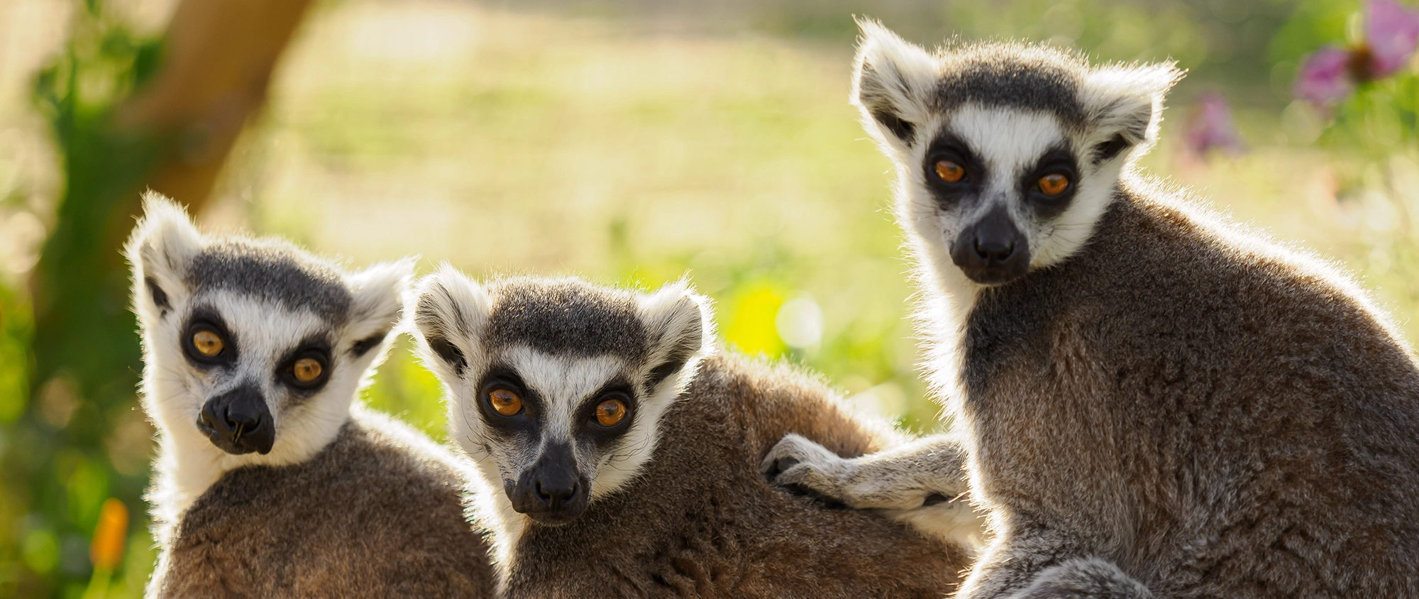 Bear at Wildheart Animal Sanctuary