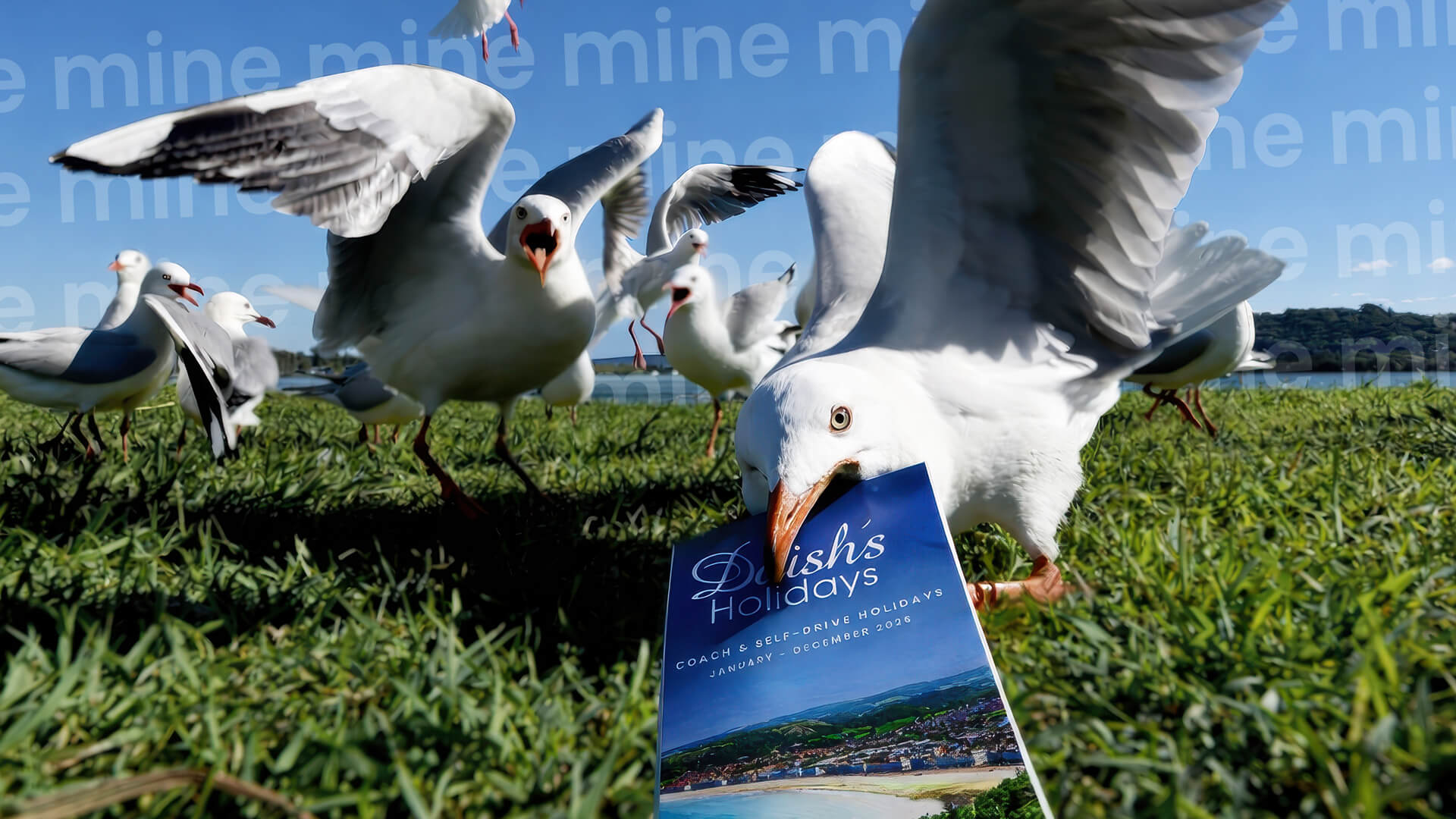 Seagulls